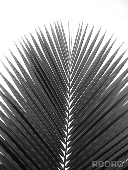 Papier peint  Feuille de palmier noir et blanc