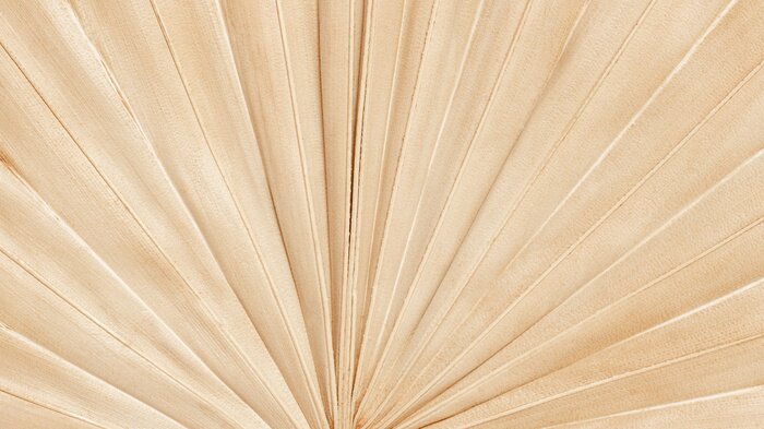Papier peint  Feuille de palmier sèche