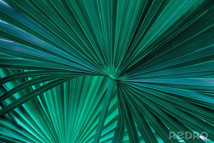 Papier peint  Feuille de palmier verte