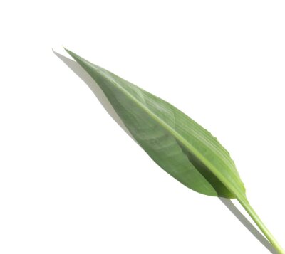 Papier peint  feuille de strelitzia