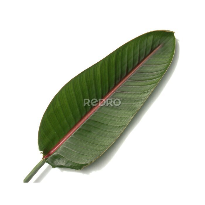 Papier peint  feuille de strelitzia