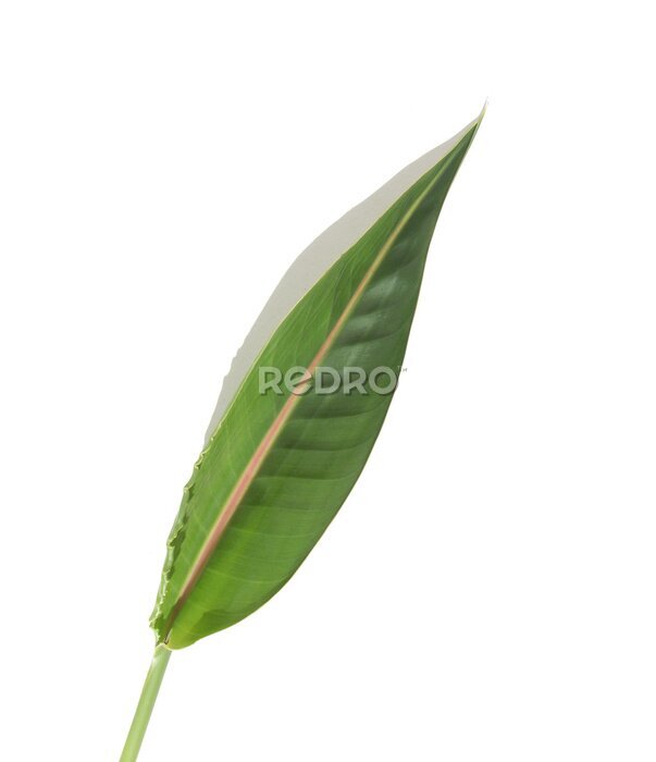 Papier peint  feuille de strelitzia