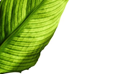 Papier peint  Feuille de strelitzia avec cellules et veines visibles, macro, gros plan, isolé sur fond blanc