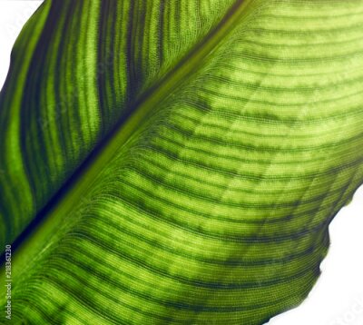 Papier peint  Feuille de strelitzia avec cellules et veines visibles, macro, gros plan, isolé sur fond blanc