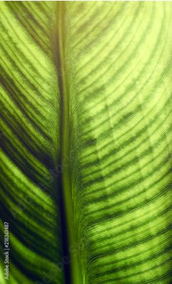 Papier peint  Feuille de strelitzia avec cellules et veines visibles, macro, gros plan, isolé sur fond blanc