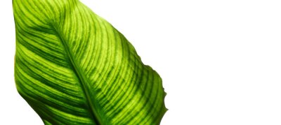 Papier peint  Feuille de strelitzia avec cellules et veines visibles, macro, gros plan, isolé sur fond blanc