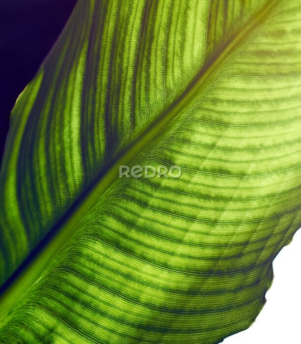 Papier peint  Feuille de strelitzia avec cellules et veines visibles, macro, gros plan, isolé sur fond blanc