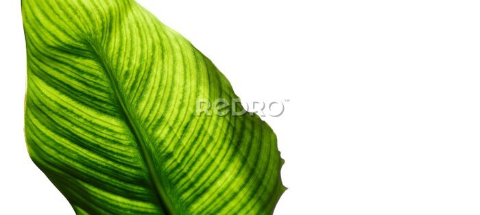 Papier peint  Feuille de strelitzia avec cellules et veines visibles, macro, gros plan, isolé sur fond blanc