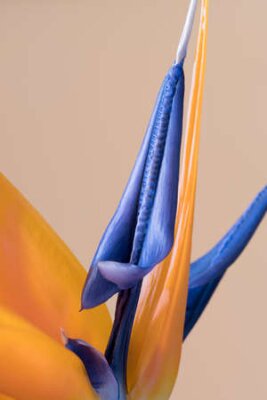 Papier peint  Feuille déroulante d'oiseau de paradis à l'intérieur, Strelitzia reginae, macro image