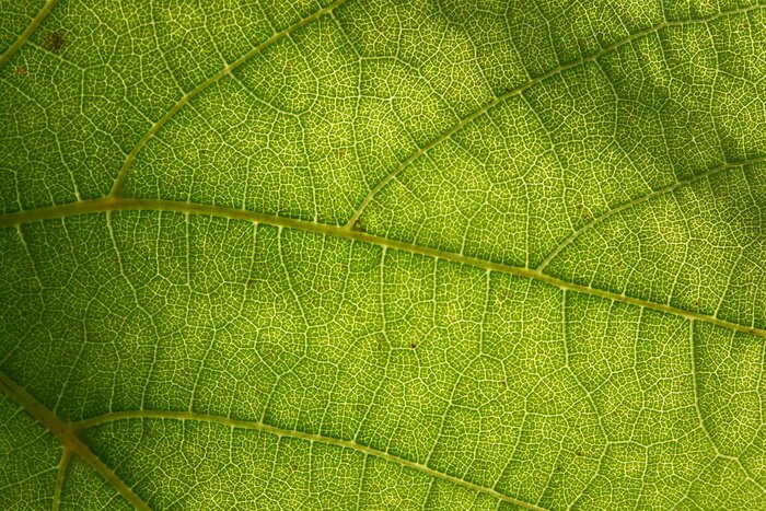 Papier peint  feuille verte