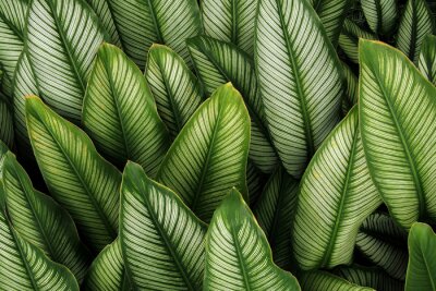 Feuille verte avec des rayures blanches de Calathea majestica, la nature des plantes feuillage tropical laisse motif sur fond sombre.