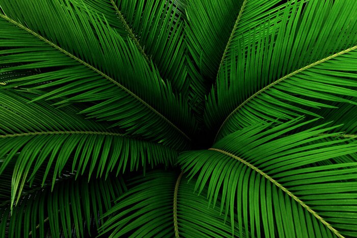 Papier peint  Feuille verte tropicale
