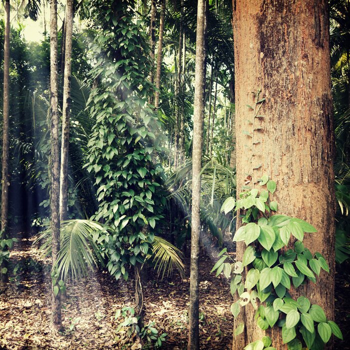 Papier peint  Feuilles d'arbres sur le fond de la forêt