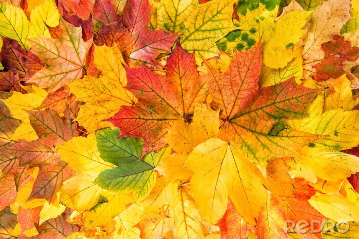 Papier peint  Feuilles d'automne colorées