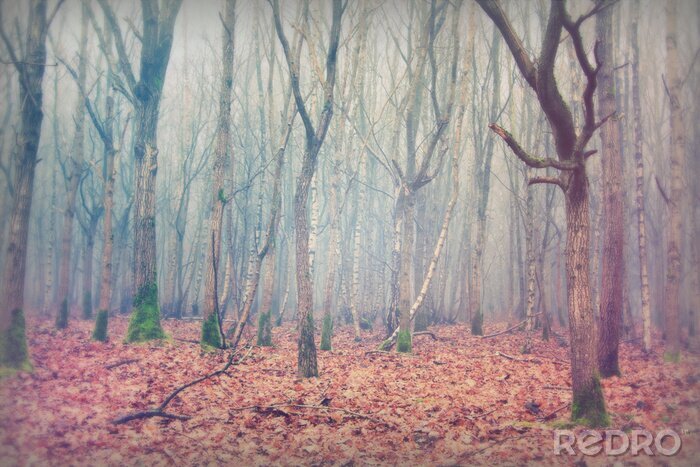 Papier peint  Feuilles d'automne dans la forêt