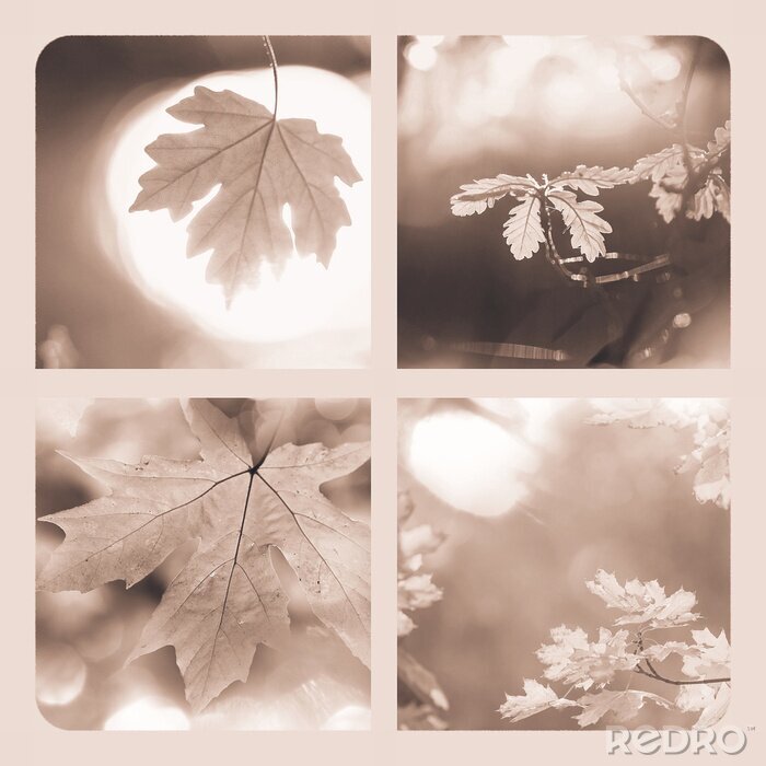 Papier peint  Feuilles d'automne en sépia