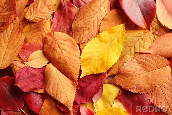 Papier peint  Feuilles d'automne rouge-orange