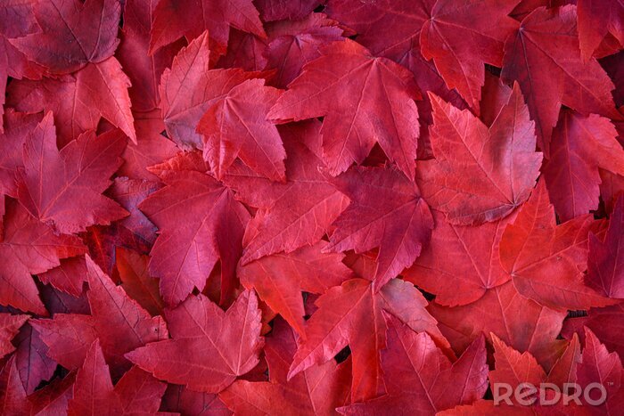 Papier peint  Feuilles d'automne rouges
