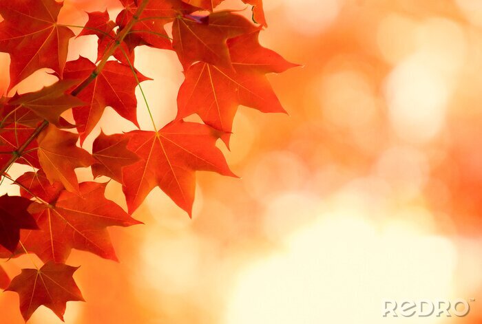 Papier peint  feuilles d'automne sur fond flou
