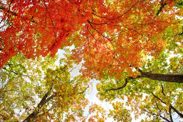 Papier peint  Feuilles d'automne sur les arbres