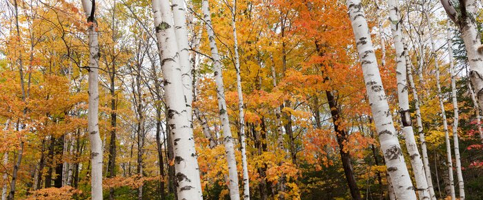 Papier peint  Feuilles d'automne sur les bouleaux