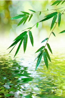 Feuilles de bambou au-dessus de l'eau calme