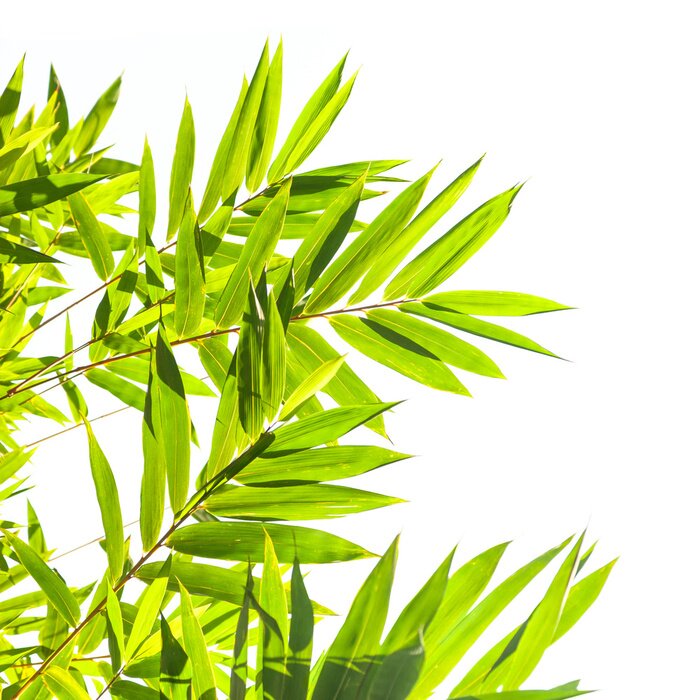 Papier peint  Feuilles de bambou dans la lumière du soleil