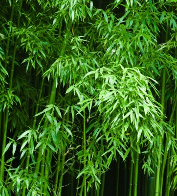 Papier peint  Feuilles de bambou dans une forêt dense
