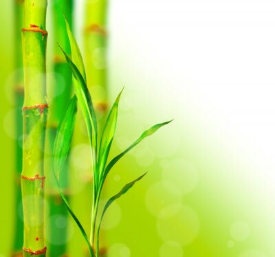 Papier peint  Feuilles de bambou en fleurs