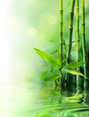 Papier peint  Feuilles de bambou et bambou au bord de l'eau