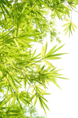 Papier peint  Feuilles de bambou sur fond blanc