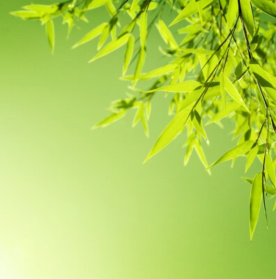 Papier peint  Feuilles de bambou vert clair