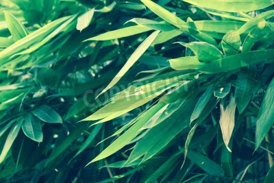Papier peint  Feuilles de bambou vertes de près
