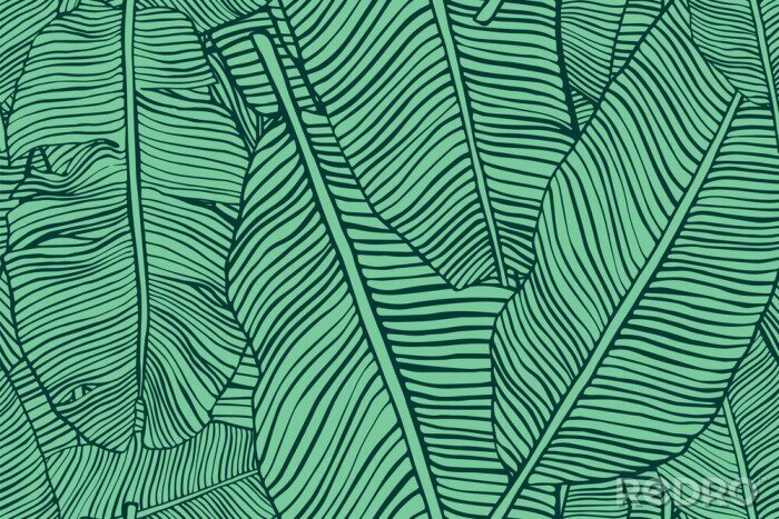 Papier peint  Feuilles de bananier tropical dans la verdure