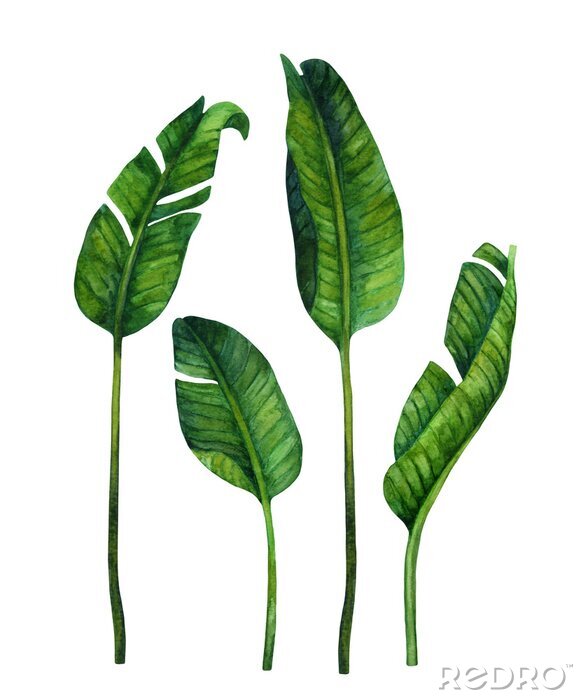 Papier peint  Feuilles de bananier vert de plus en plus petites