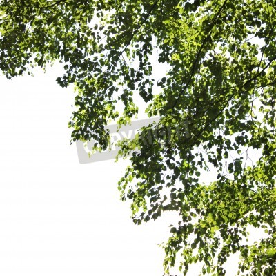 Papier peint  Feuilles de bouleau blanc sur fond blanc