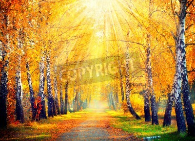 Papier peint  Feuilles de bouleau jaunes d'automne