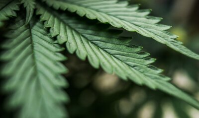feuilles de cannabis plante de marijuana