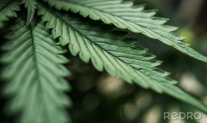 Papier peint  feuilles de cannabis plante de marijuana