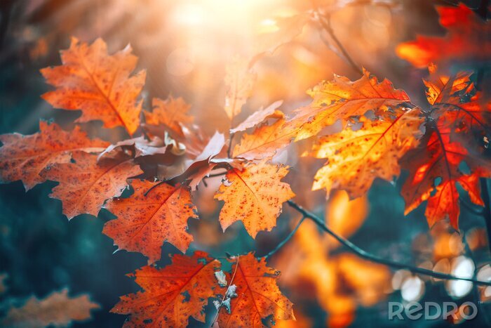 Papier peint  Feuilles de chêne au soleil d'automne