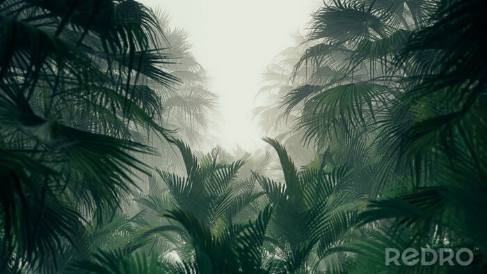 Papier peint  Feuilles de la jungle dans la brume