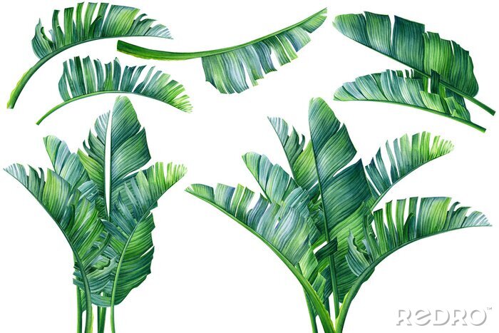 Papier peint  Feuilles de palmier 3D
