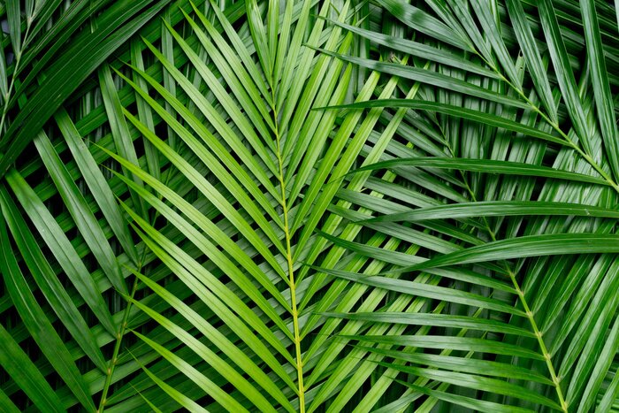 Papier peint  Feuilles de palmier