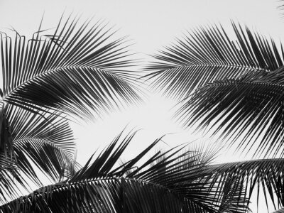 Feuilles de palmier contre le ciel