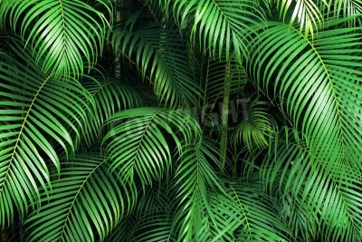 Papier peint  Feuilles de palmier dans la jungle