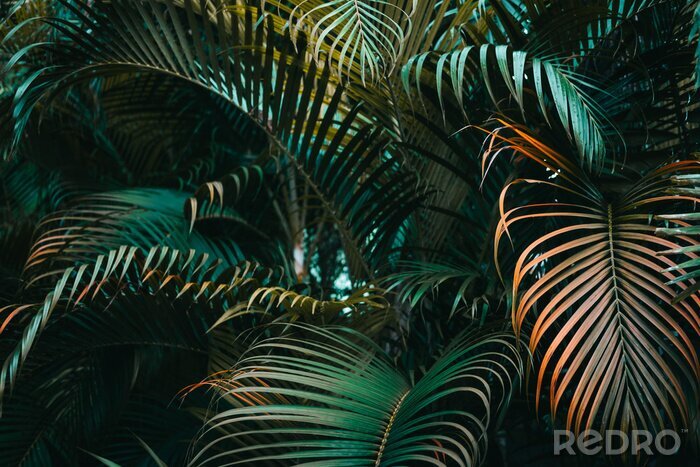 Papier peint  Feuilles de palmier de jungle colorées