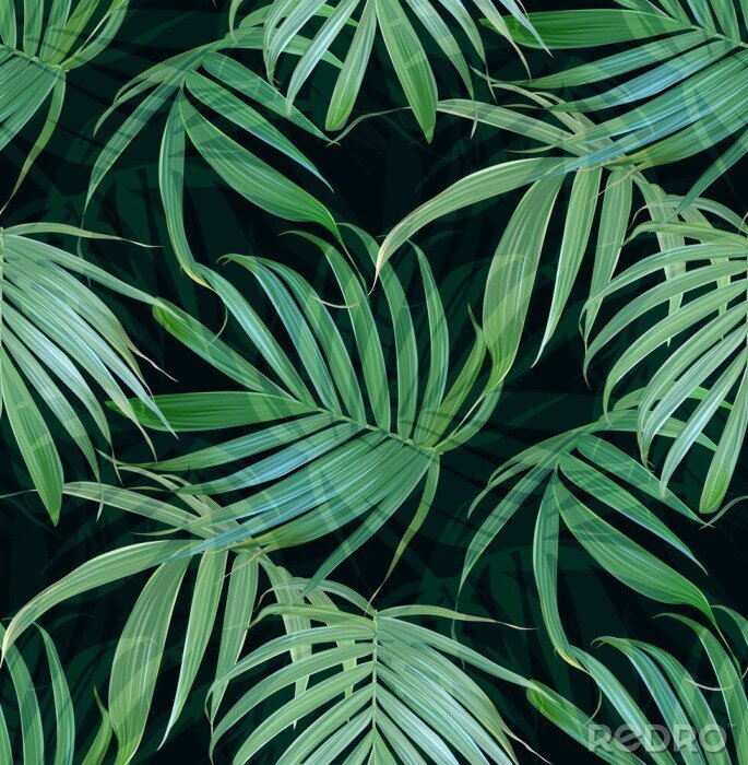 Papier peint  Feuilles de palmier de la jungle
