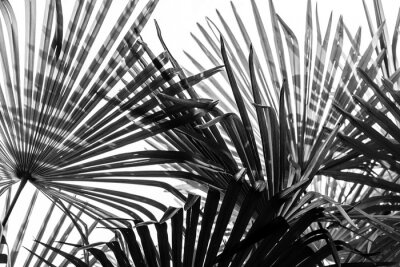 Papier peint  Feuilles de palmier foncées
