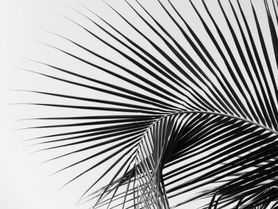 Papier peint  Feuilles de palmier monochromes