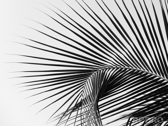 Papier peint  Feuilles de palmier monochromes